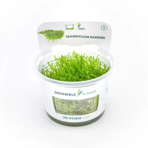 Bestseller Bogormoos, Taxiphyllum barbieri, In Vitro